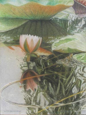 Water Lily Meditation